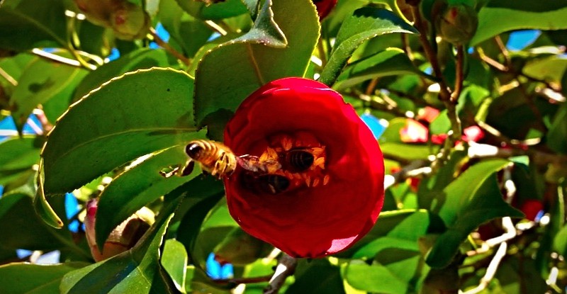 Flying bees w_pollen